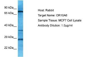 Host: Rabbit Target Name: OR10A6 Sample Type: MCF7 Whole Cell lysates Antibody Dilution: 1. (OR10A6 antibody  (C-Term))