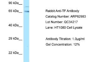 Western Blotting (WB) image for anti-Transferrin (TF) (C-Term) antibody (ABIN2789320) (Transferrin antibody  (C-Term))