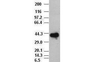 Sox17 antibody (3B10) at 1:10000 dilution, (2F9, 3H5) at 1:5000 dilution + Lysate from HEK-293T cells transfected with human Sox17 expression vector (SOX17 antibody  (AA 177-414))