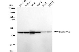 Western blotting analysis using SEC61A1/2 antibody (ABIN7800968).