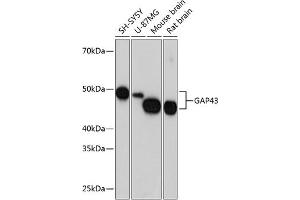 Western blot analysis of extracts of various cell lines, using G antibody (ABIN7267515) at 1:1000 dilution. (GAP43 antibody)