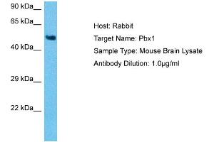 Host: Mouse Target Name: PBX1 Sample Tissue: Mouse Brain Antibody Dilution: 1ug/ml (PBX1 antibody  (N-Term))