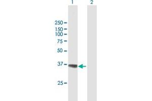 Western Blot analysis of AKR1A1 expression in transfected 293T cell line by AKR1A1 MaxPab polyclonal antibody. (AKR1A1 antibody  (AA 1-325))