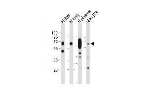 LGALS3BP antibody  (AA 383-412)