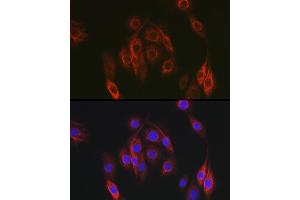 Immunofluorescence analysis of PC-12 cells using NEDD9 Rabbit pAb (ABIN3023330, ABIN3023331, ABIN3023332 and ABIN6219606) at dilution of 1:100 (40x lens). (NEDD9 antibody  (AA 60-174))