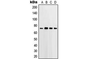 Western blot analysis of PGHS-2 expression in HeLa (A), Jurkat (B), Raw264.