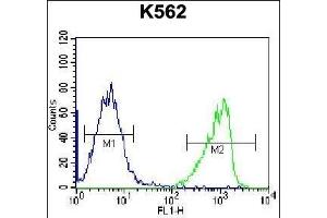 GIF Antibody (Center) (ABIN656899 and ABIN2846098) flow cytometric analysis of K562 cells (right histogram) compared to a negative control cell (left histogram). (Intrinsic Factor antibody  (AA 189-218))