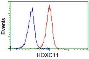 Image no. 2 for anti-Homeobox C11 (HOXC11) antibody (ABIN1498706) (HOXC11 antibody)