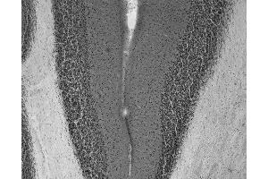 Adult rat cerebellum immunohistochemistry.