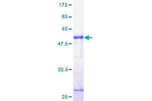 TOR1A Protein (AA 1-332) (GST tag)