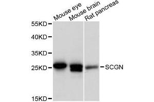 Western blot analysis of extracts of various cell lines, using SCGN antibody. (SCGN antibody  (AA 1-276))