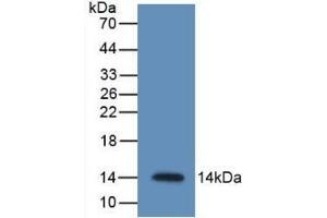 Western blot analysis of recombinant Mouse RETN. (Resistin antibody  (AA 21-114))