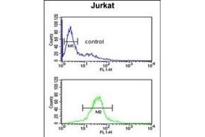 RSPO4 Antibody (C-term) (ABIN651898 and ABIN2840444) flow cytometric analysis of Jurkat cells (bottom histogram) compared to a negative control cell (top histogram). (R-Spondin 4 antibody  (C-Term))