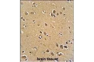 RFT1 antibody (C-term) (ABIN654046 and ABIN2843951) immunohistochemistry analysis in formalin fixed and paraffin embedded human brain tissue followed by peroxidase conjugation of the secondary antibody and DAB staining. (RFT1 antibody  (C-Term))
