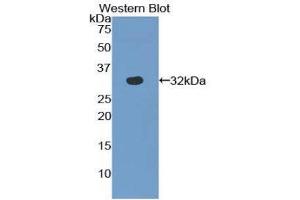 Western Blotting (WB) image for anti-S-Antigen, Retina and Pineal Gland (Arrestin) (SAG) (AA 139-388) antibody (ABIN1860494) (SAG antibody  (AA 139-388))