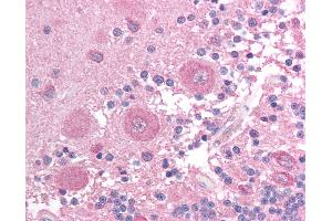 Anti-BCL2L14 / Bcl G antibody IHC of human brain, cerebellum. (BCL2L14 / BCL-G (C-Term) antibody)