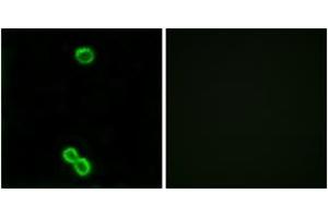 Immunofluorescence (IF) image for anti-Ribosomal Protein L3-Like (RPL3L) (AA 211-260) antibody (ABIN2879178)