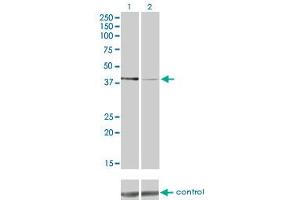 Western blot analysis of PDK2 over-expressed 293 cell line, cotransfected with PDK2 Validated Chimera RNAi (Lane 2) or non-transfected control (Lane 1). (PDK2 antibody  (AA 187-276))