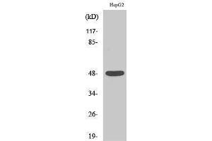 Western Blotting (WB) image for anti-Enolase (C-Term) antibody (ABIN3184489) (Enolase antibody  (C-Term))