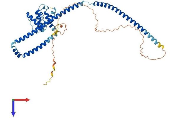 CLUAP1 Protein (AA 1-413) (His tag)