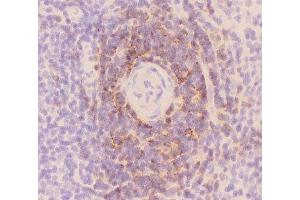 IHC-F staining of rat spleen tissue (CD3 epsilon antibody  (AA 23-207))