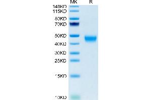 VSIG1 Protein (AA 23-234) (His tag)