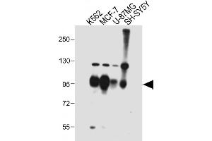 All lanes : Anti-SEC Antibody (C-term) at 1:2000 dilution Lane 1: K562 whole cell lysate Lane 2: MCF-7 whole cell lysate Lane 3: U-87MG whole cell lysate Lane 4: SH-SY5Y whole cell lysate Lysates/proteins at 20 μg per lane. (SEMA4C antibody  (AA 792-821))