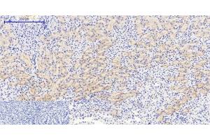 Immunohistochemistry of paraffin-embedded Mouse kidney tissue using Phospho-IkB alpha (Ser32/S36) Polyclonal Antibody at dilution of 1:200 (NFKBIA antibody  (pSer32, pSer36))