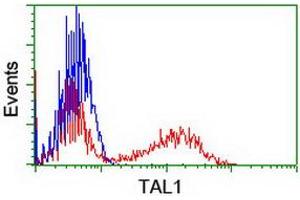 Image no. 2 for anti-T-Cell Acute Lymphocytic Leukemia 1 (TAL1) antibody (ABIN1501292) (TAL1 antibody)