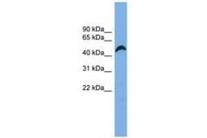 Image no. 1 for anti-Amyloid beta (A4) Precursor Protein-Binding, Family B, Member 3 (APBB3) (AA 107-156) antibody (ABIN6744977) (APBB3 antibody  (AA 107-156))