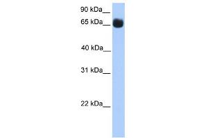 WB Suggested Anti-ZNF433 Antibody Titration:  0. (ZNF433 antibody  (N-Term))