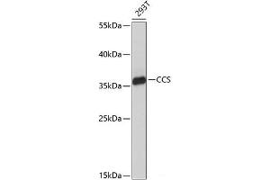 Western blot analysis of extracts of 293T cells using CCS Polyclonal Antibody at dilution of 1:1000. (Superoxide dismutase copper chaperone antibody)
