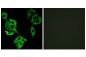 Immunofluorescence (IF) image for anti-AarF Domain Containing Kinase 4 (ADCK4) (N-Term) antibody (ABIN1849898) (ADCK4 antibody  (N-Term))