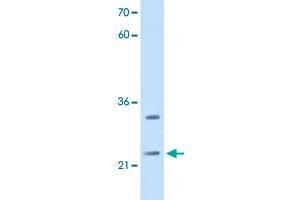 Western Blot analysis of HepG2 cell lysate with C21orf33 polyclonal antibody  at 2. (C21orf33 antibody  (N-Term))