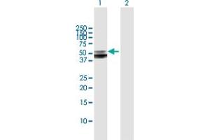 Western Blot analysis of SERPINA12 expression in transfected 293T cell line by SERPINA12 MaxPab polyclonal antibody. (SERPINA12 antibody  (AA 1-414))