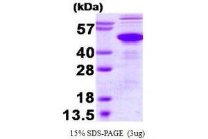 Figure annotation denotes ug of protein loaded and % gel used. (Ataxin 3 Protein (ATXN3) (AA 1-370))
