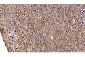 Detection of MOG in Mouse Cerebellum Tissue using Polyclonal Antibody to Myelin Oligodendrocyte Glycoprotein (MOG) (MOG antibody  (AA 29-153))