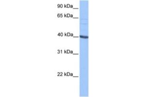Western Blotting (WB) image for anti-Protein AF-9 (MLLT3) antibody (ABIN2461725) (AF9 antibody)