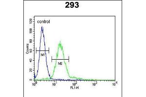 Flow cytometric analysis of 293 cells (right histogram) compared to a negative control cell (left histogram). (MPP6 antibody  (AA 360-388))