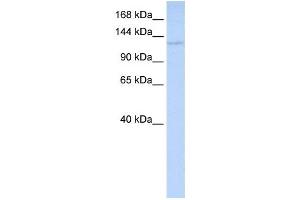 Western Blotting (WB) image for anti-WD Repeat Domain 3 (WDR3) antibody (ABIN2460094) (WDR3 antibody)