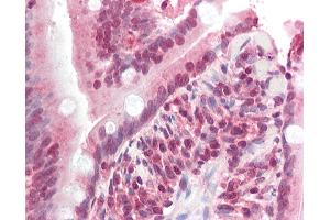 Anti-ZNF521 antibody IHC staining of human small intestine. (ZNF521 antibody  (N-Term))