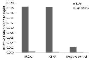 Chromatin immunoprecipitation analysis of extracts of 293T cells, using E2F6 antibody (ABIN7266876) and rabbit IgG. (E2F6 antibody)