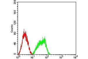 Flow cytometric analysis of HL-60 cells using BCL10 mouse mAb (green) and negative control (red). (BCL10 antibody  (AA 98-234))