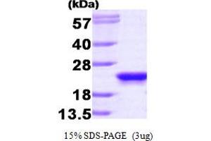 SDS-PAGE (SDS) image for Phosphatidylethanolamine Binding Protein 1 (PEBP1) (AA 1-187) protein (ABIN666660) (PEBP1 Protein (AA 1-187))
