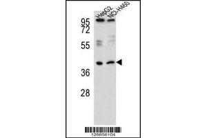Western blot analysis of RSAD1 Antibody in HepG2,NCI-H460 cell line lysates (35ug/lane) (RSAD1 antibody  (C-Term))