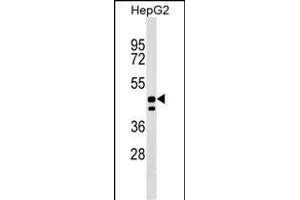UNC93A Antibody (N-term) (ABIN1538961 and ABIN2849386) western blot analysis in HepG2 cell line lysates (35 μg/lane). (UNC93A antibody  (N-Term))