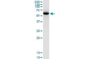 UGDH MaxPab polyclonal antibody. (UGDH antibody  (AA 1-494))