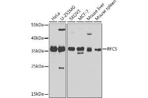 Western blot analysis of extracts of various cell lines, using RFC5 antibody (ABIN6132221, ABIN6146883, ABIN6146884 and ABIN6224077) at 1:1000 dilution. (RFC5 antibody  (AA 181-340))