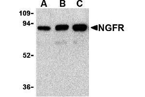 Western Blotting (WB) image for anti-Nerve Growth Factor Receptor (NGFR) antibody (ABIN1031777) (NGFR antibody)