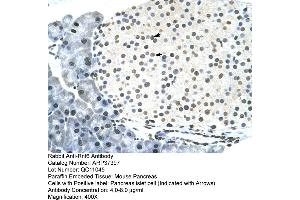 Mouse intestine (RNF6 antibody  (N-Term))